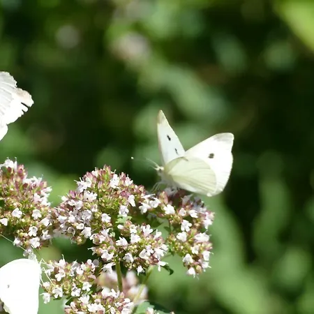 Tiergarten